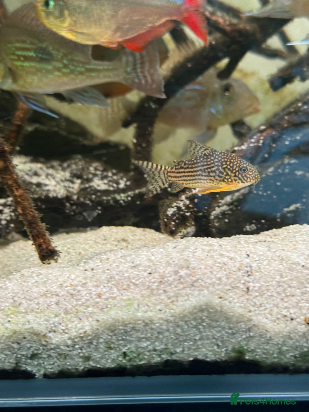 Tetras fish for sale: Big Severum, XL Colombian tetra, Sterbai Corydora. - Advert 3