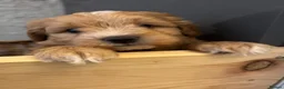 Mixed Breed dogs for sale: Incredible puppies for sale  - Advert 8