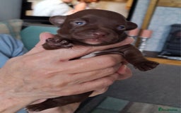Chihuahua dogs for sale: Chihuahua puppies Tiny qty 2 remain - Image 5