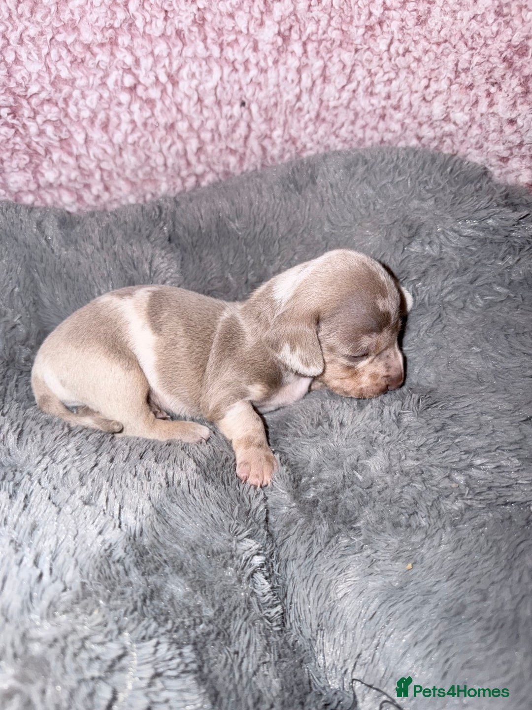Miniature Dachshund dogs for sale: Stunning kc reg miniature dachshund puppies - Advert 7
