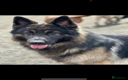 German Shepherd dogs for sale: German Shepherd pups - Image 15