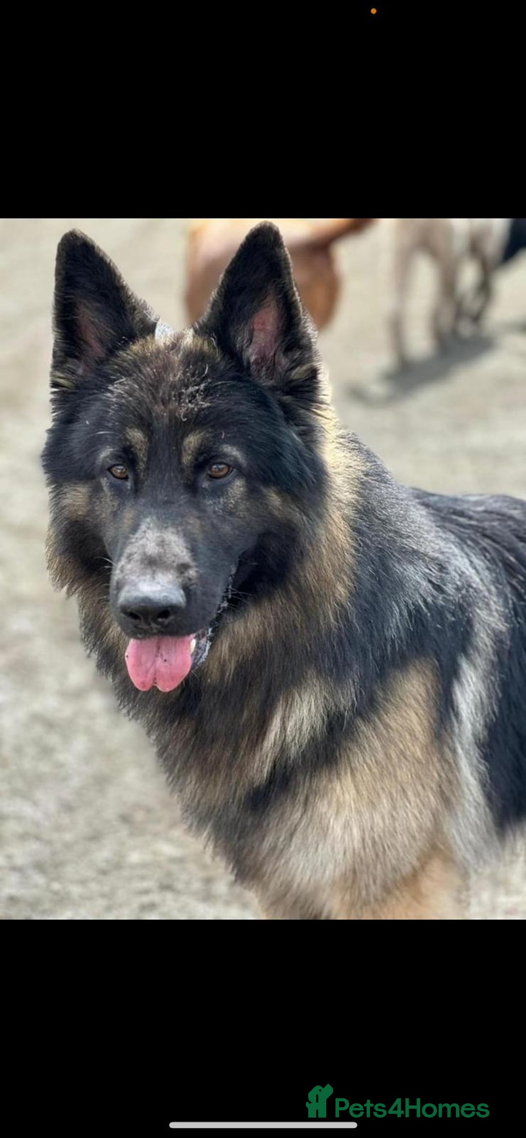 German Shepherd dogs for sale: German Shepherd pups - Image 15