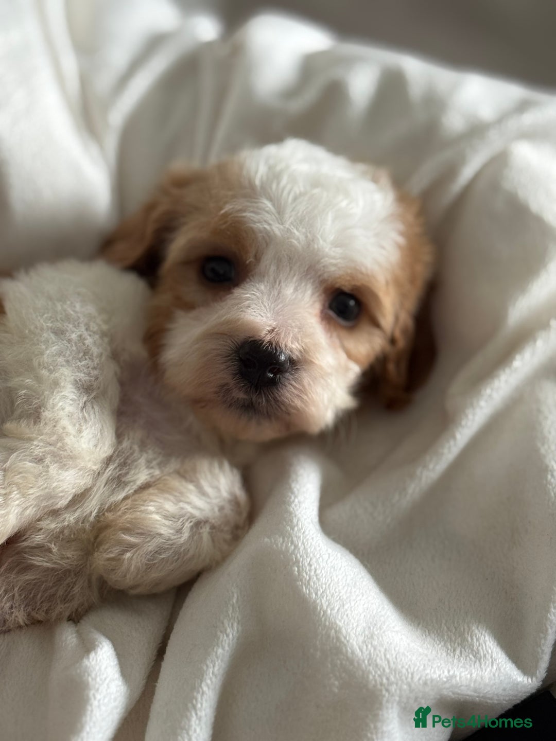 Cavapoo dogs for sale: Beautiful health tested cavapoos  - Image 12