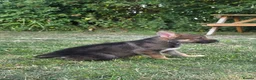 Tamaskan dogs for sale: Tamaskan Puppies *Health Tested Parents* - Advert 12