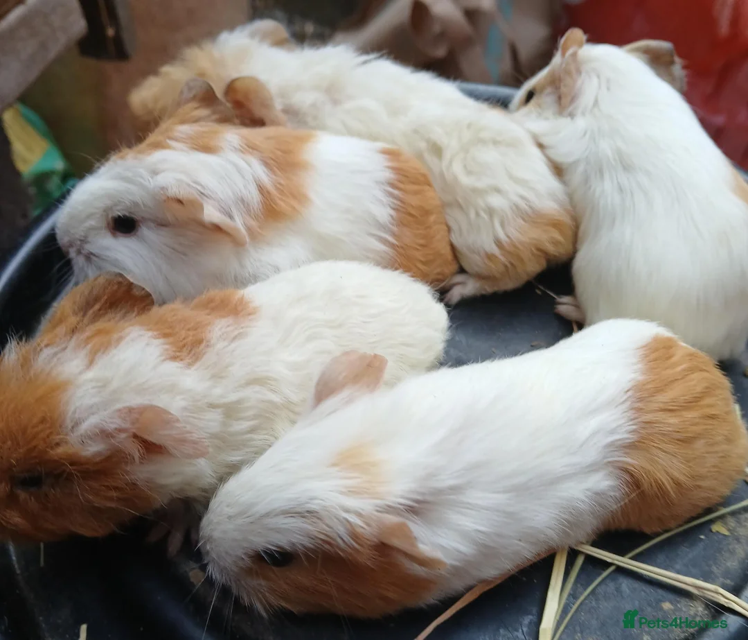 Guinea Pig rodents for sale: Guinea pigs  - Advert 2