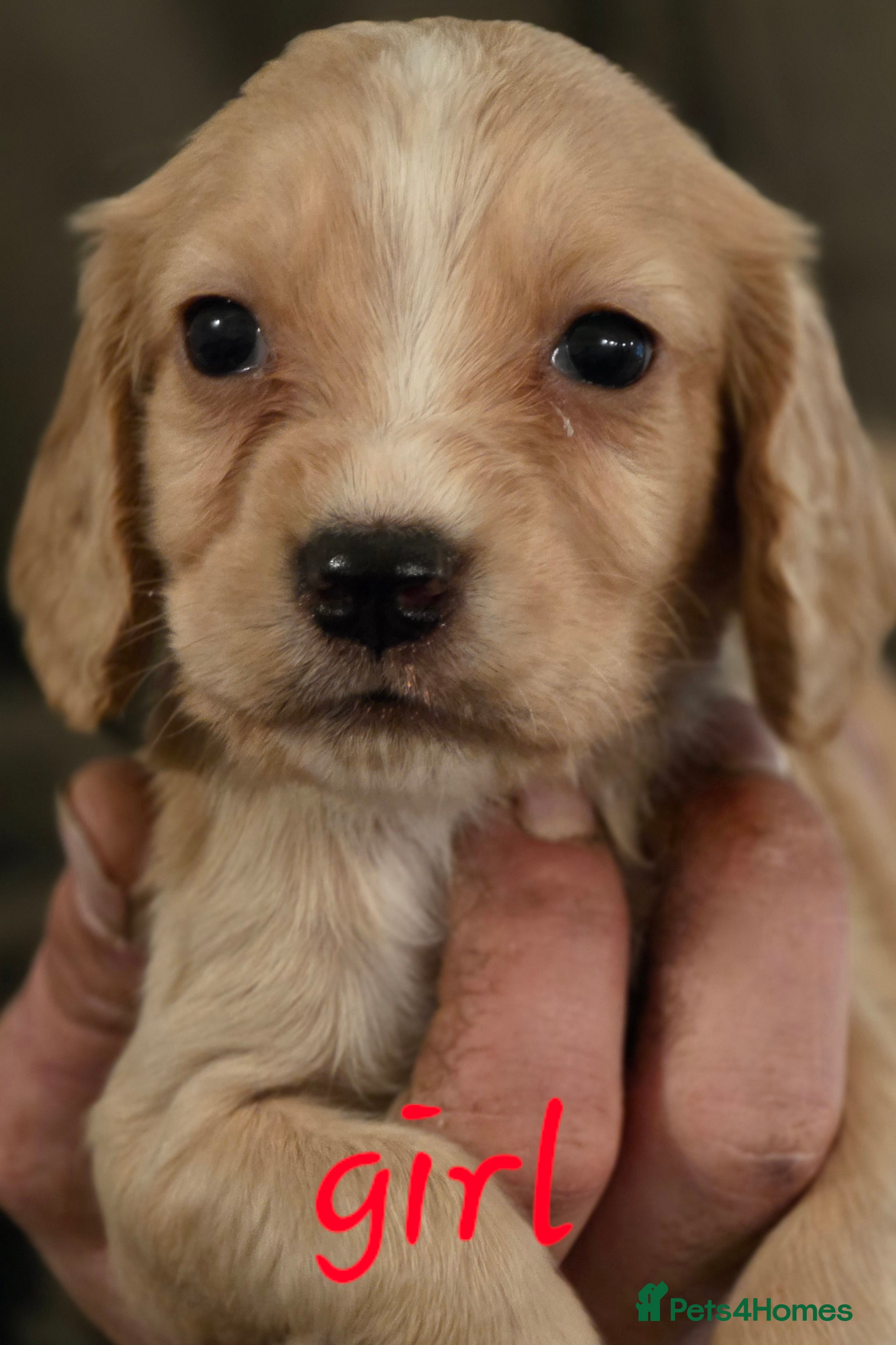 Cocker Spaniel dogs A stunning litter of cocker spaniel puppies  - Advert 5
