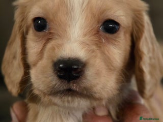 Cocker Spaniel dogs A stunning litter of cocker spaniel puppies - Advert 4