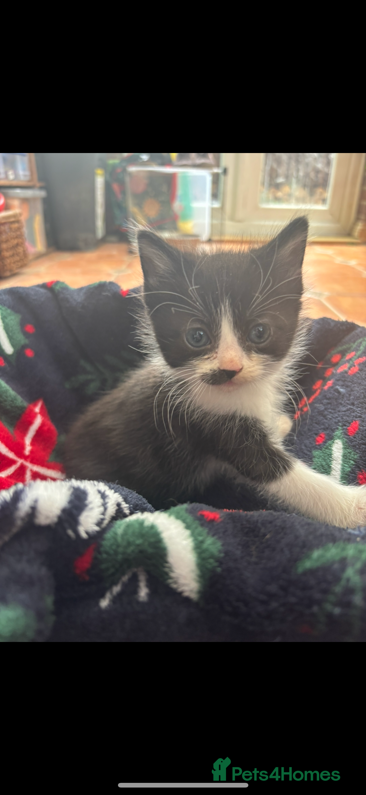 British Shorthair cats Beautiful tuxedo kittens  - Advert 1