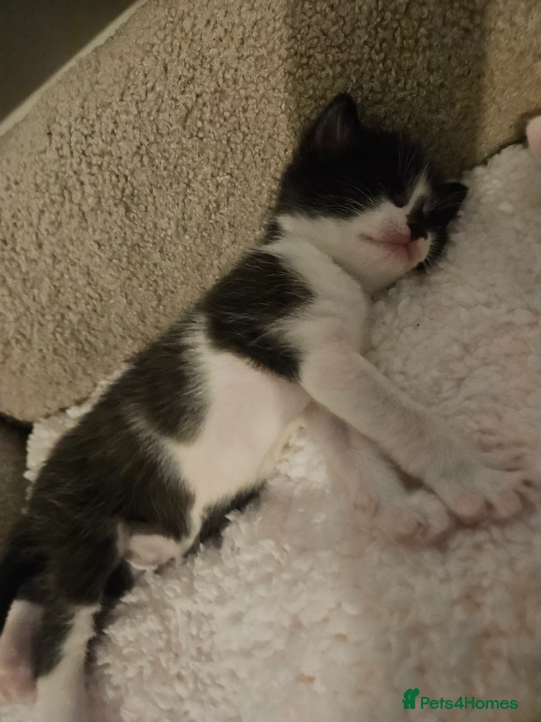 Mixed Breed cats for sale: Cats for sale in Bradford - Advert 2