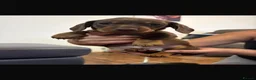 Miniature Dachshund dogs for sale: Miniature Dashounds  - Advert 4