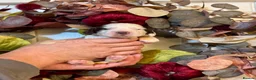 Cocker Spaniel dogs for sale: 7 kc reg show cocker spaniel puppies  - Advert 11