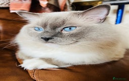 Ragdoll cats for stud: GCCF & TICA registered stud, champion bloodline    in London - Image 9