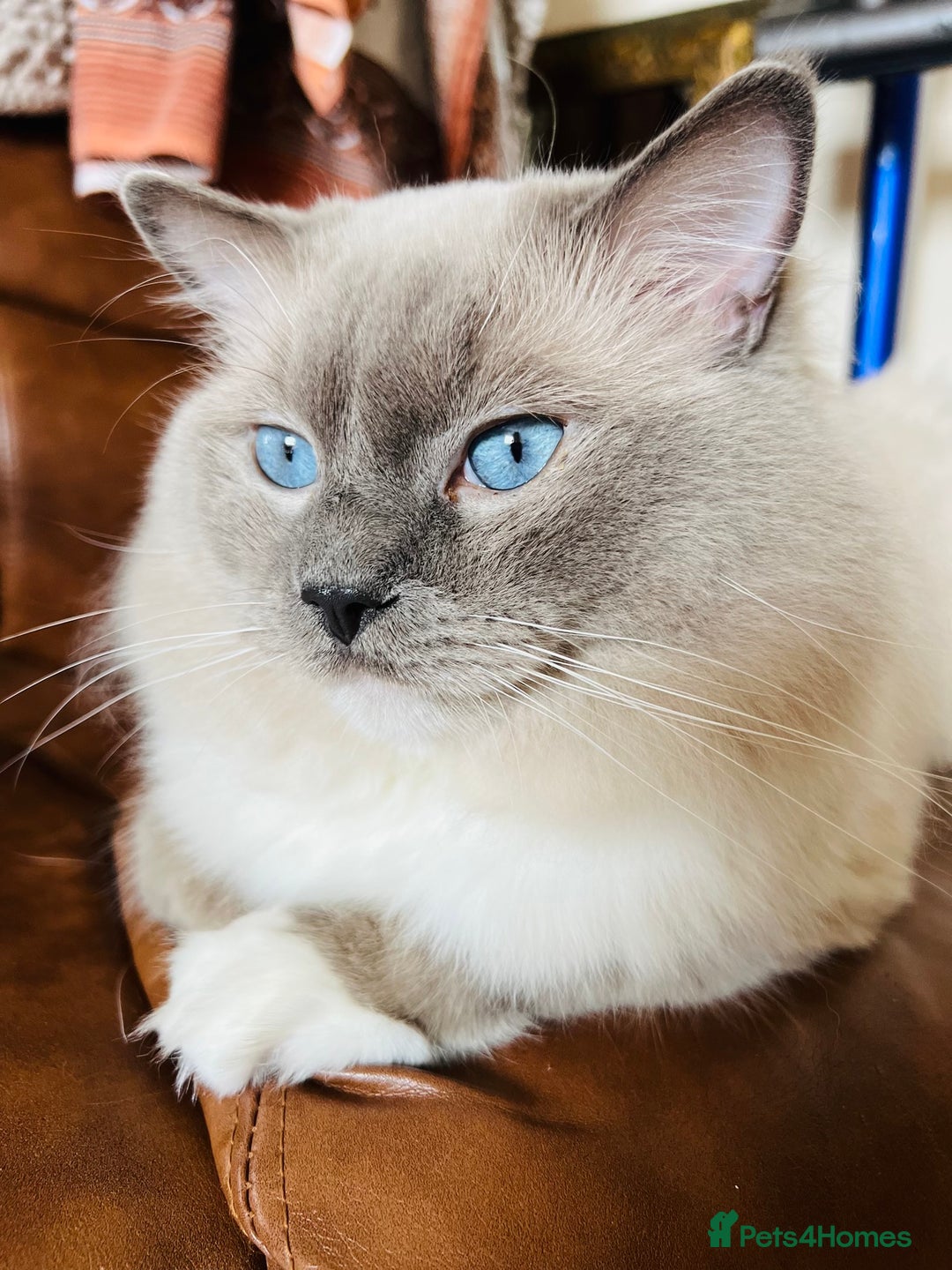 Ragdoll cats for stud: GCCF & TICA registered stud, champion bloodline    in London - Image 9