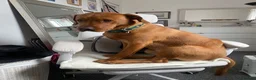 Labrador Retriever dogs for stud: Fox Red Labrador Available for Stud.  - Advert 16