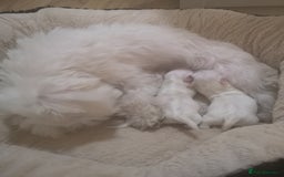 Maltese dogs for sale: Maltese puppies 2 girls and boy in Crewe - Image 8