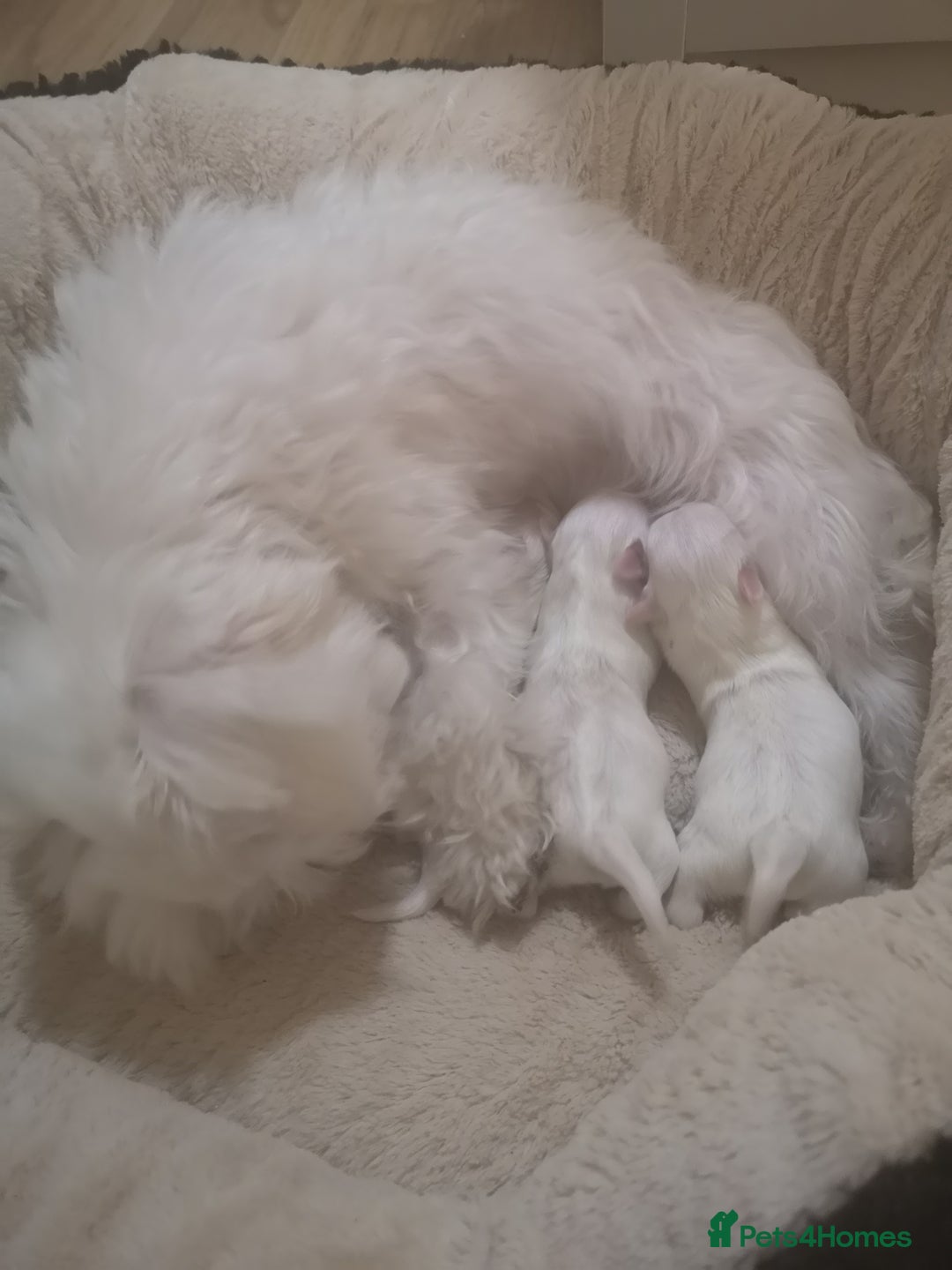 Maltese dogs for sale: Maltese puppies 2 girls and boy in Crewe - Image 8