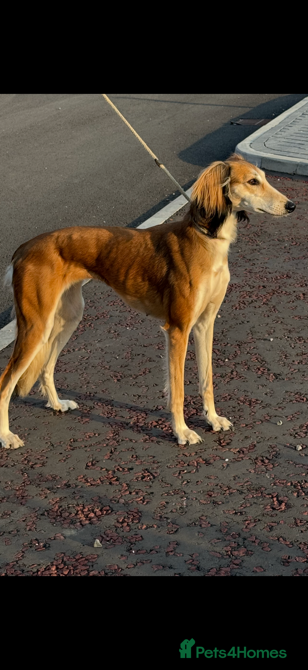 Saluki dogs for sale: Beautiful Saluki  - Image 15