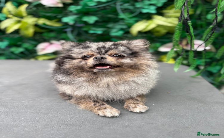 Pomeranian dogs - Advert 8