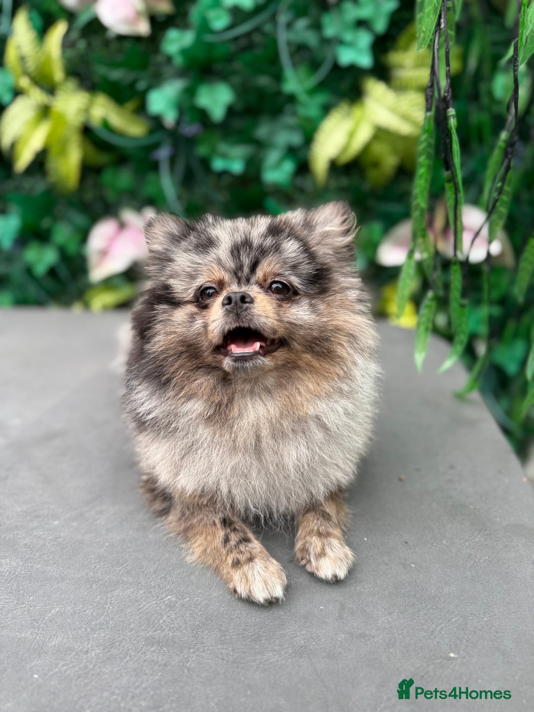 Pomeranian dogs for sale: Stunning Merle Pomeranian!  - Image 1