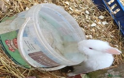 New Zealand rabbits for sale: New Zealand White Rabbits - Image 1