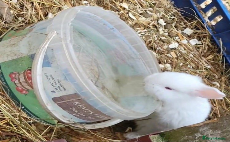 New Zealand rabbits - Advert 1