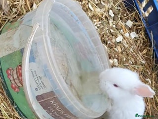 New Zealand rabbits - Advert 8