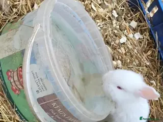 New Zealand rabbits New Zealand White Rabbits - Advert 1