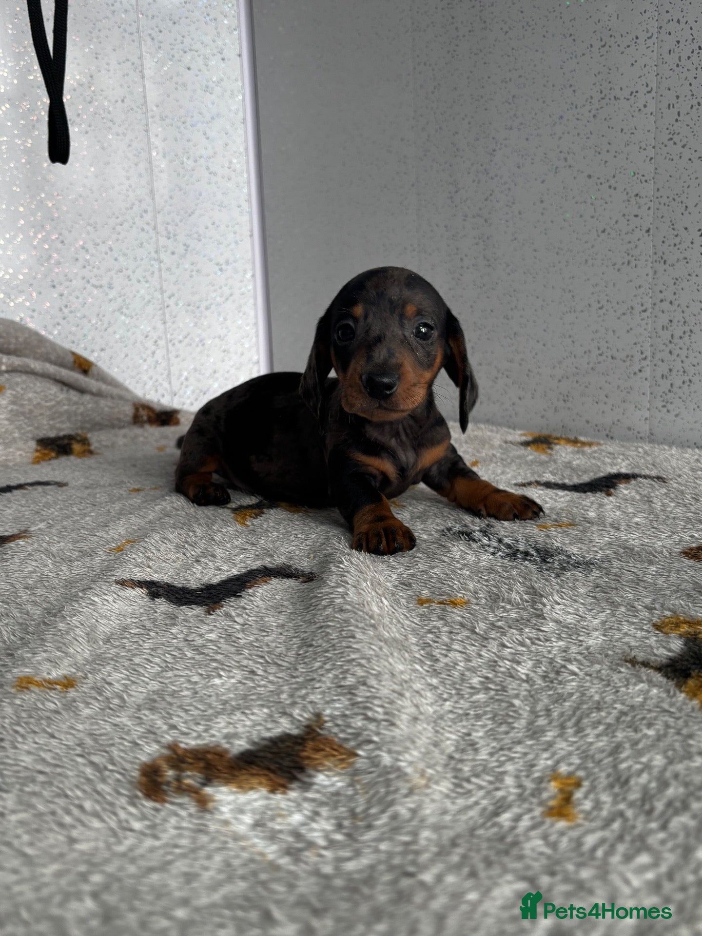 Miniature Dachshund dogs One silver dapple boy available  - Advert 7