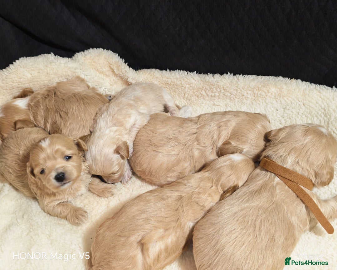 Maltipoo dogs for sale: Miniature Maltipoo Ready to leave soon - Advert 4