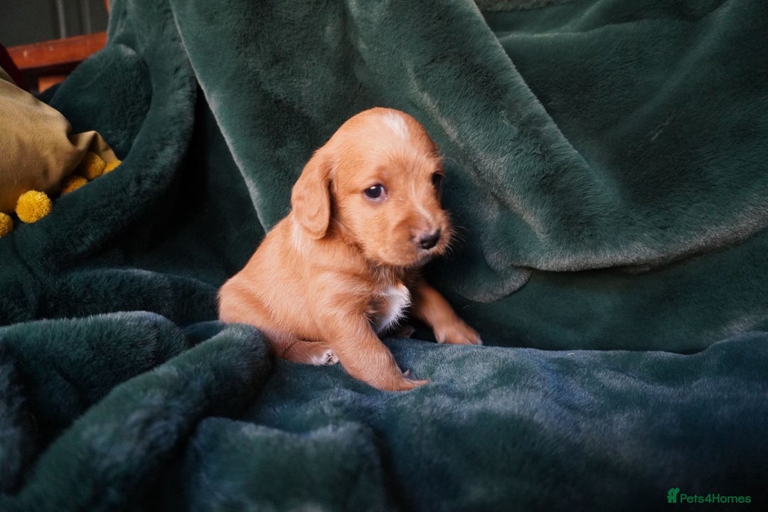 Mixed Breed dogs for sale: Schnockerpoo puppies - Advert 5