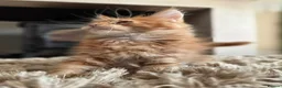 Maine Coon cats for sale: 🔥 CHAMPION RUSSIAN LINE XXL MAINE COON VACCINATED - Advert 24