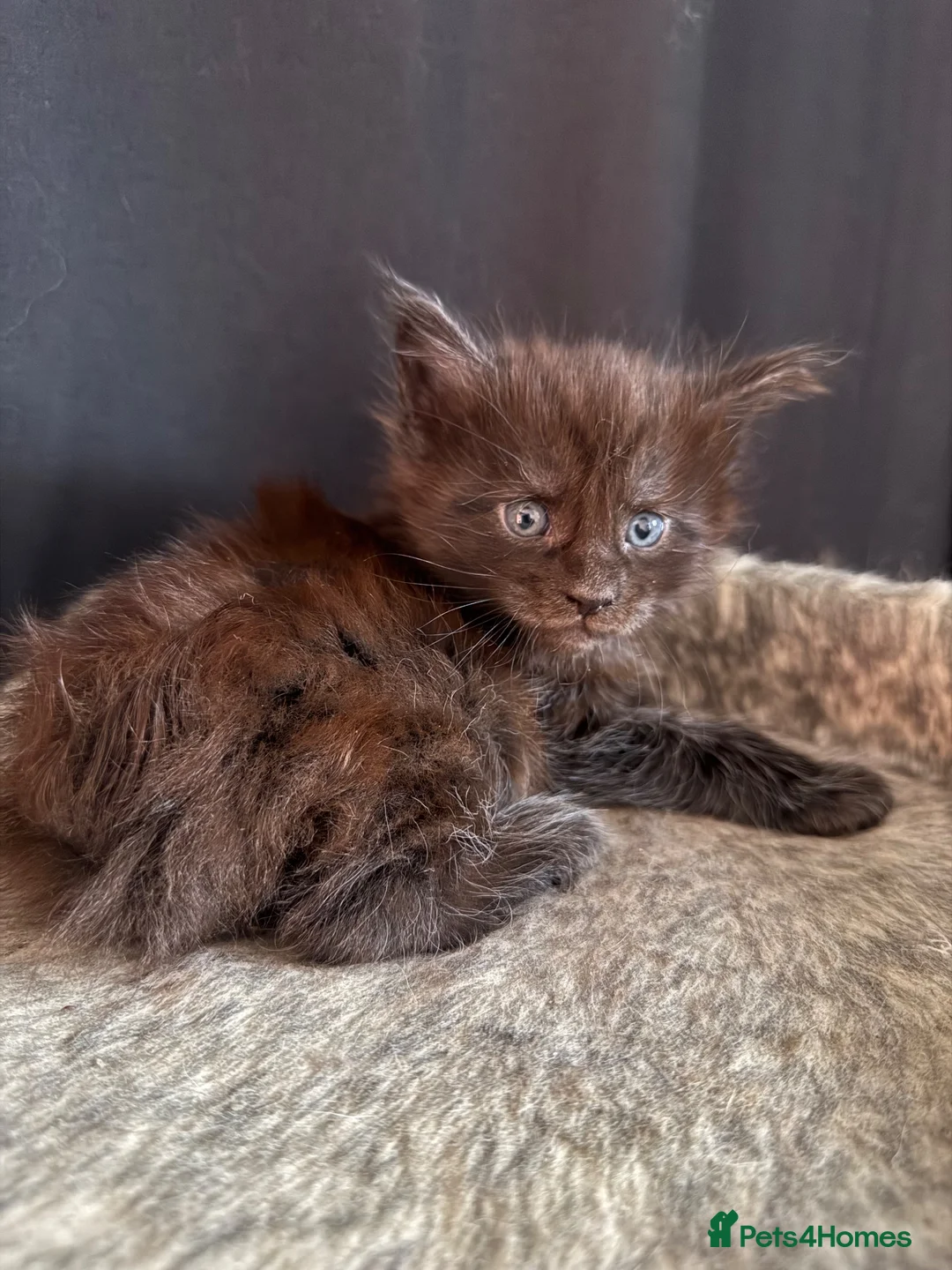 Maine Coon cats for sale: Pure Maine coon babies - Advert 14