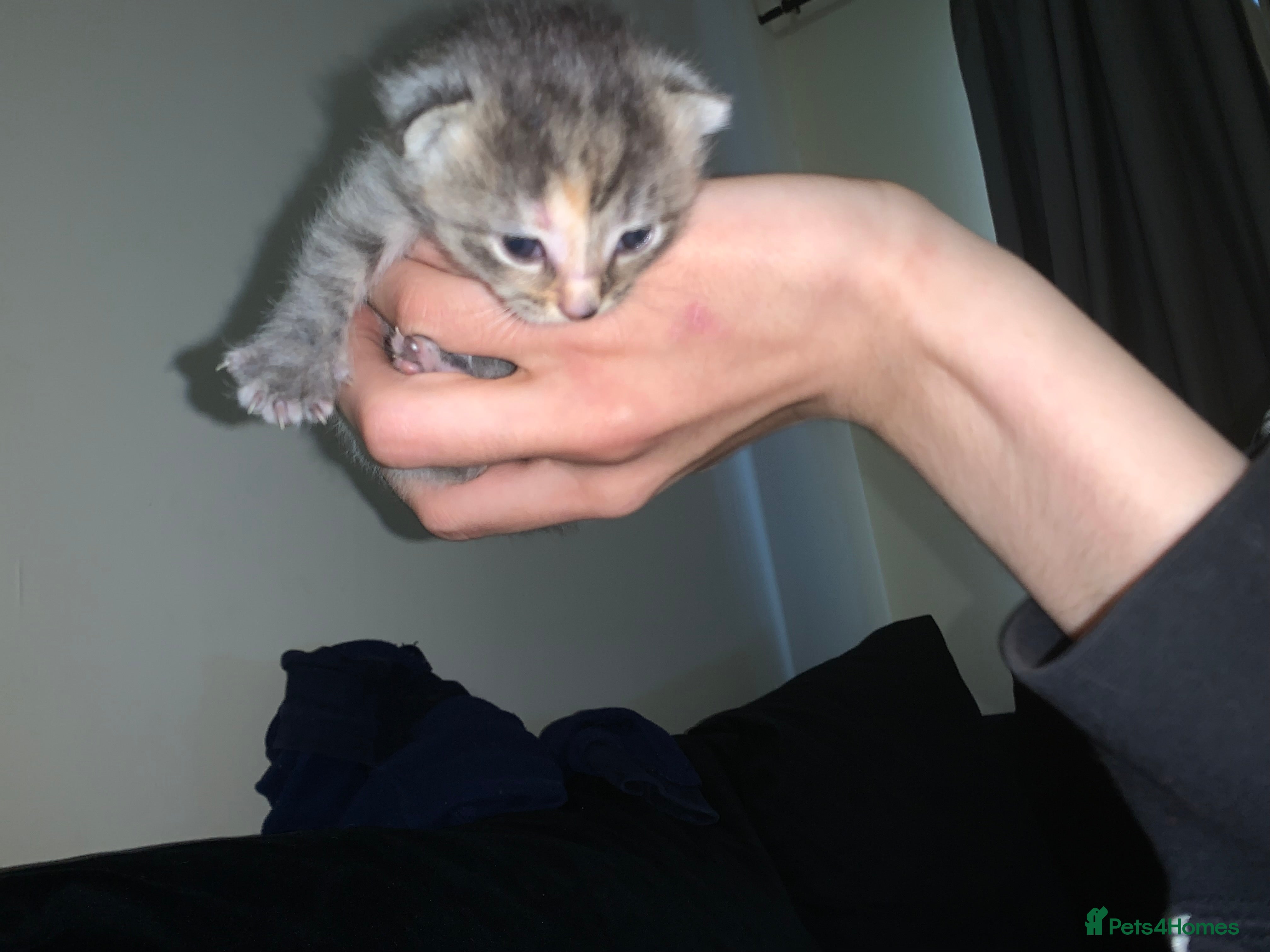 Mixed Breed cats light grey & ginger tortie shell tabby kittens  - Advert 7