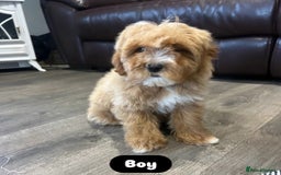Cavapoo dogs for sale: Adorable Cavapoos ready for their new families 🐾 - Image 17