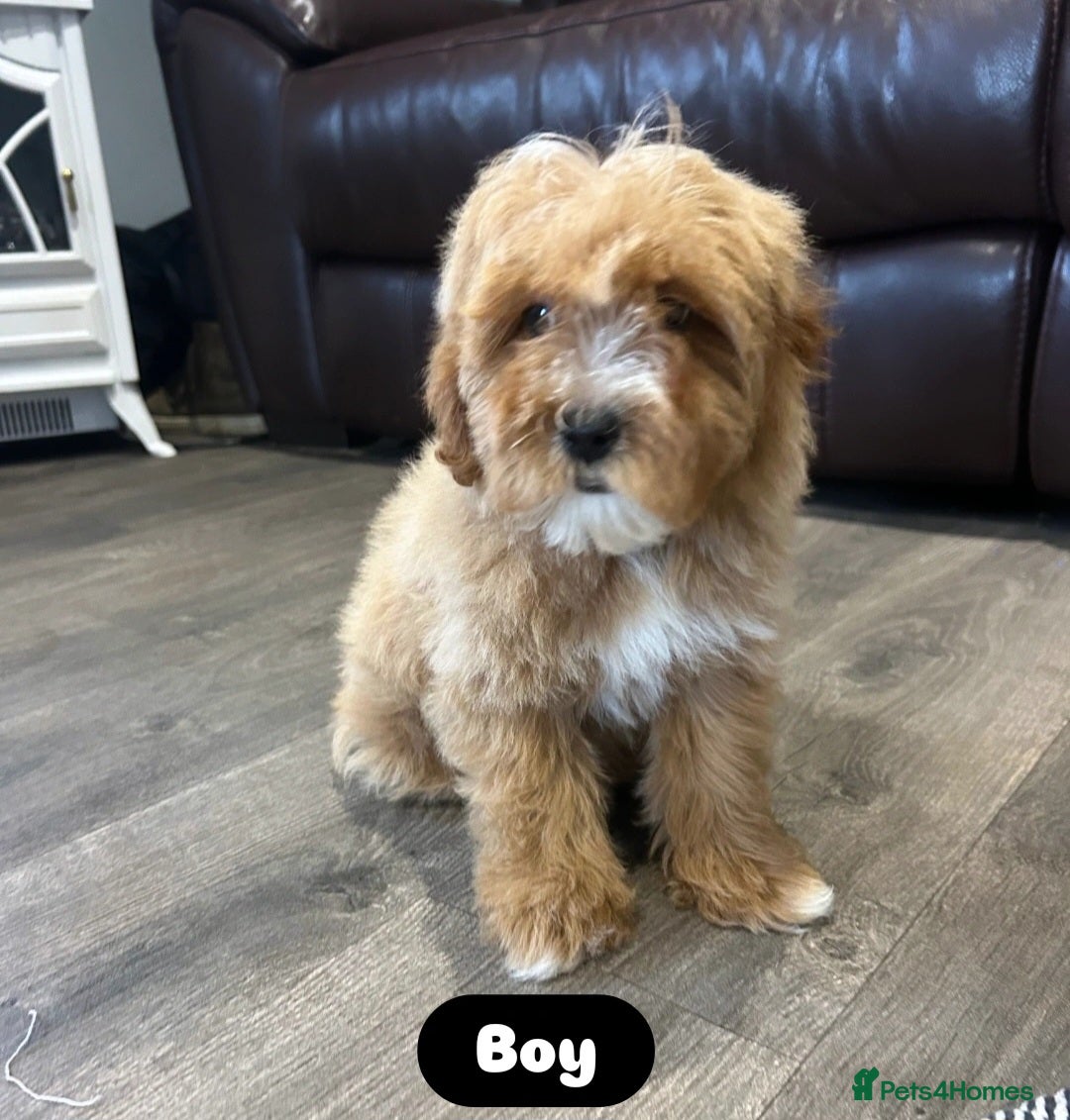 Cavapoo dogs for sale: Adorable Cavapoos ready for their new families 🐾 - Image 17