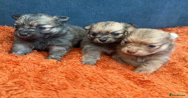 Pomchi dogs Last 3 super loving boys still available  - Advert 4