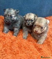 Pomchi dogs Last 3 super loving boys still available - Advert 4