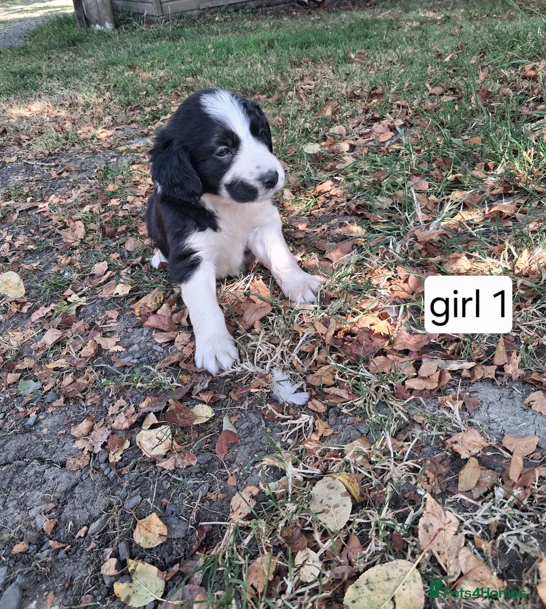 Sprollie dogs for sale: Beautiful litter of puppies  - Advert 31