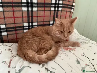 Domestic Shorthair cats Simba - Advert 1