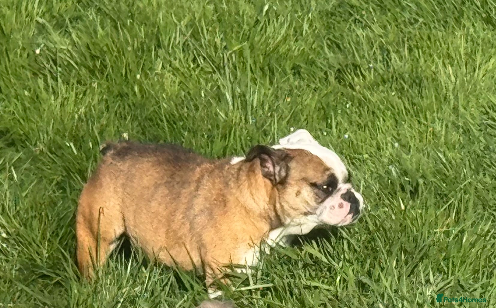 English Bulldog dogs Female miniature English bulldog  - Advert 14