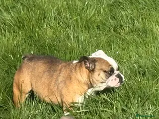 English Bulldog dogs Female miniature English bulldog - Advert 14