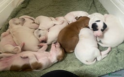 Mixed Breed dogs for sale: Lurcher puppies  - Image 1