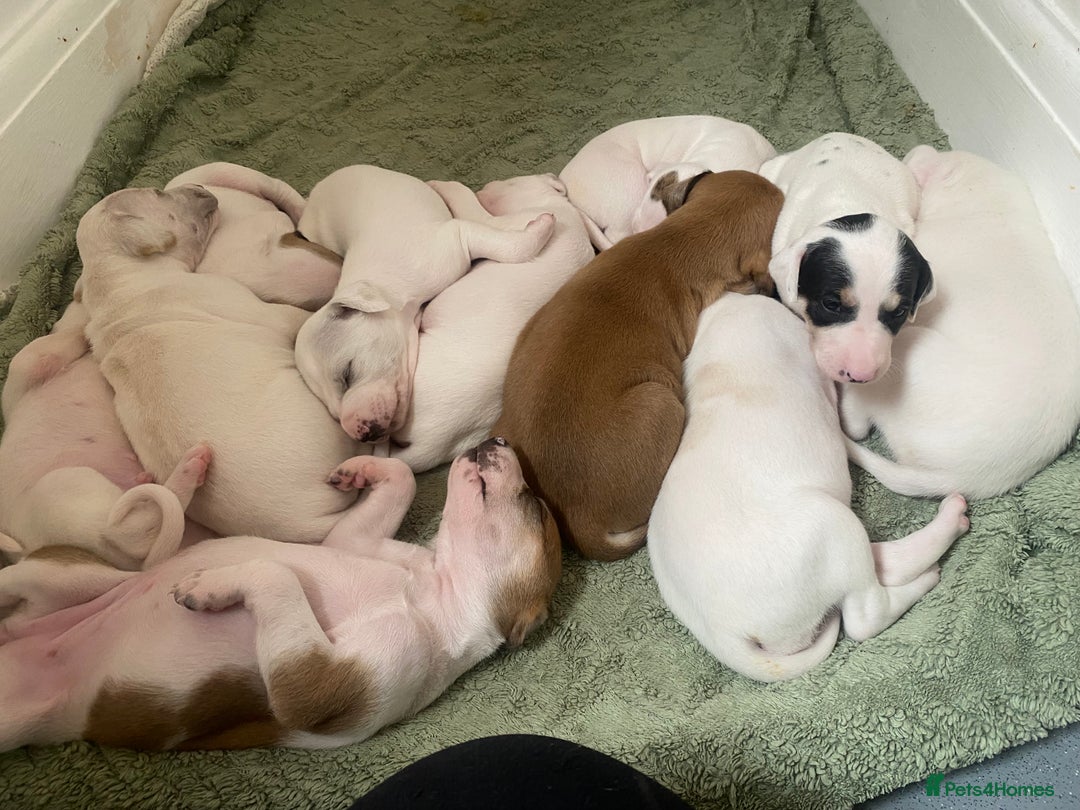 Mixed Breed dogs for sale: Lurcher puppies  - Image 1