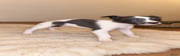 Whippet dogs for sale: beautiful whippets  in Bradford - Advert 6