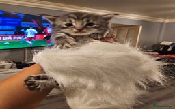 Maine Coon cats for sale: Mainecoon kittens - Image 6