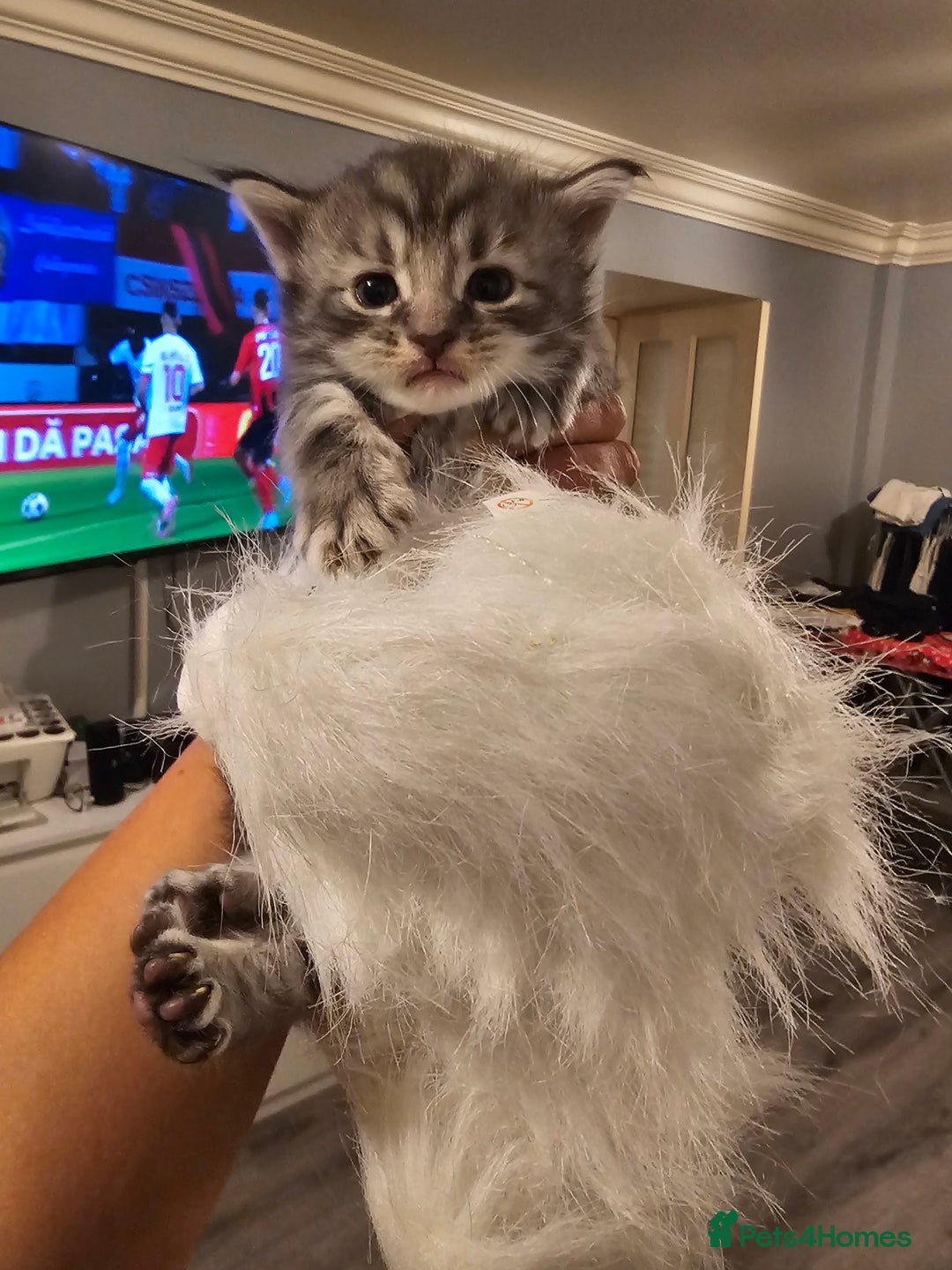 Maine Coon cats for sale: Mainecoon kittens - Image 6