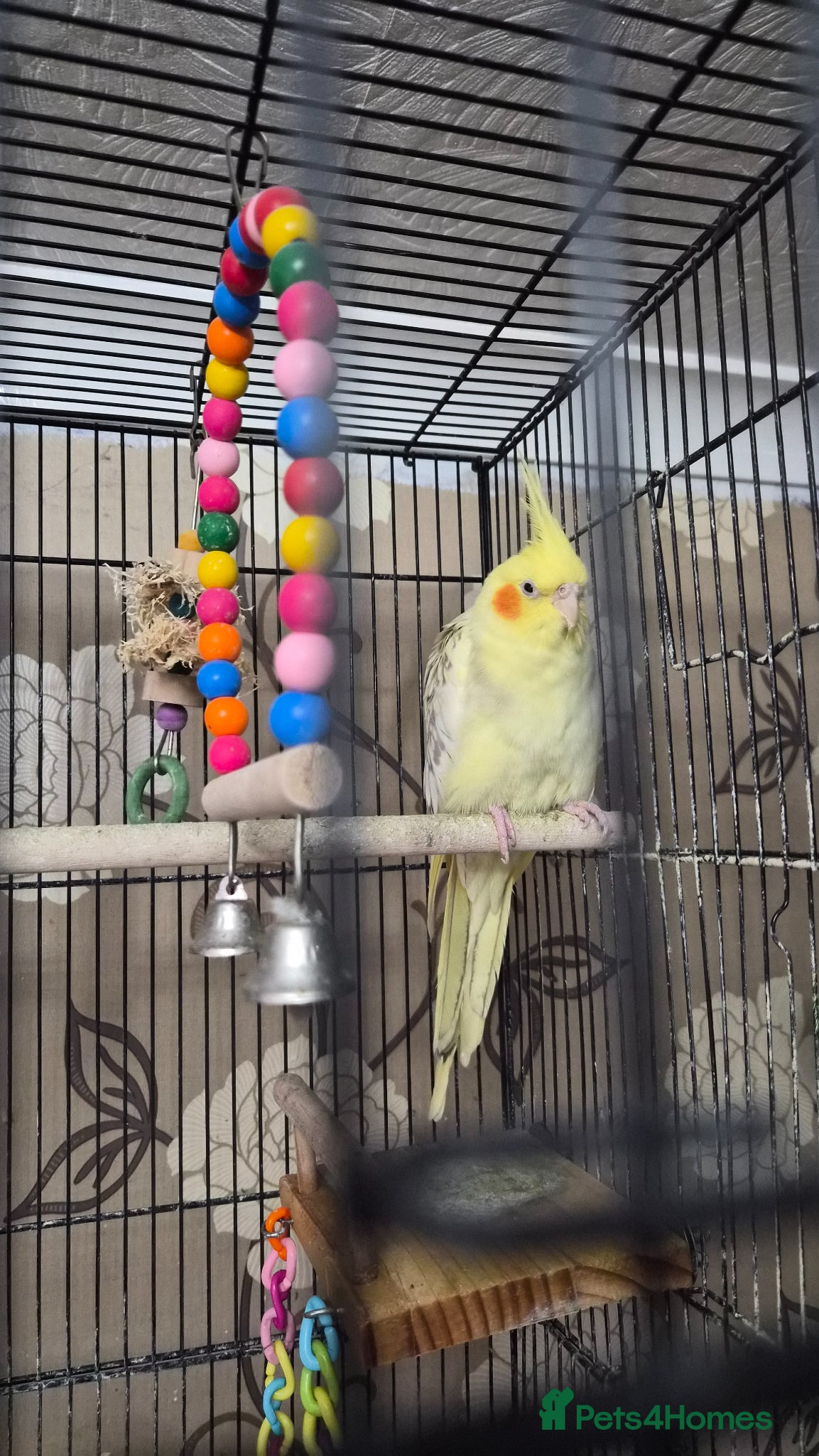 Cockatiels birds Pair of cockatiels  - Advert 2