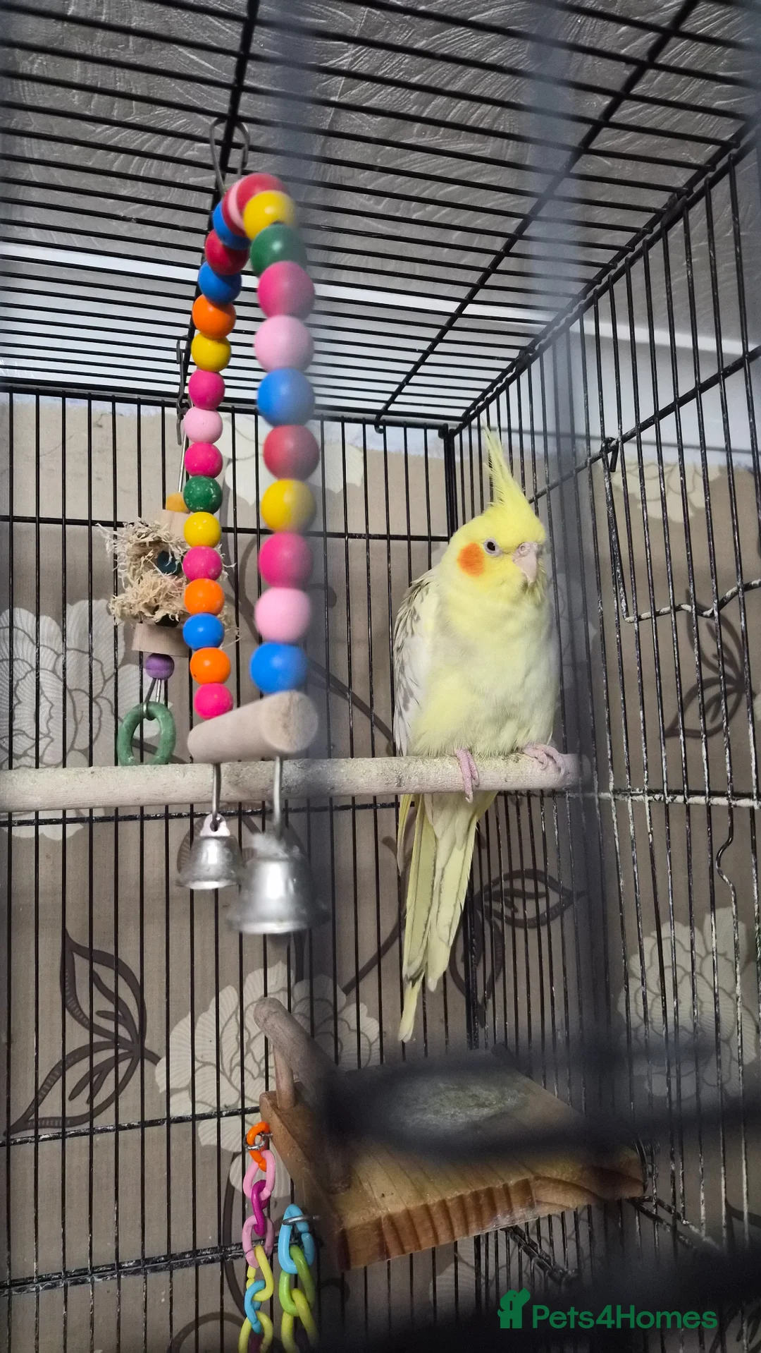 Cockatiels birds for sale: Pair of cockatiels  in Bridlington - Advert 1