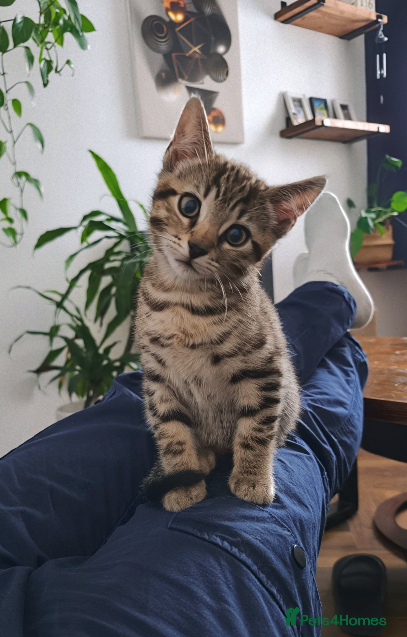 Bengal cats Bengal mixed kittens - Advert 11