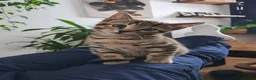 Bengal cats for sale: Bengal mixed kittens - Advert 1